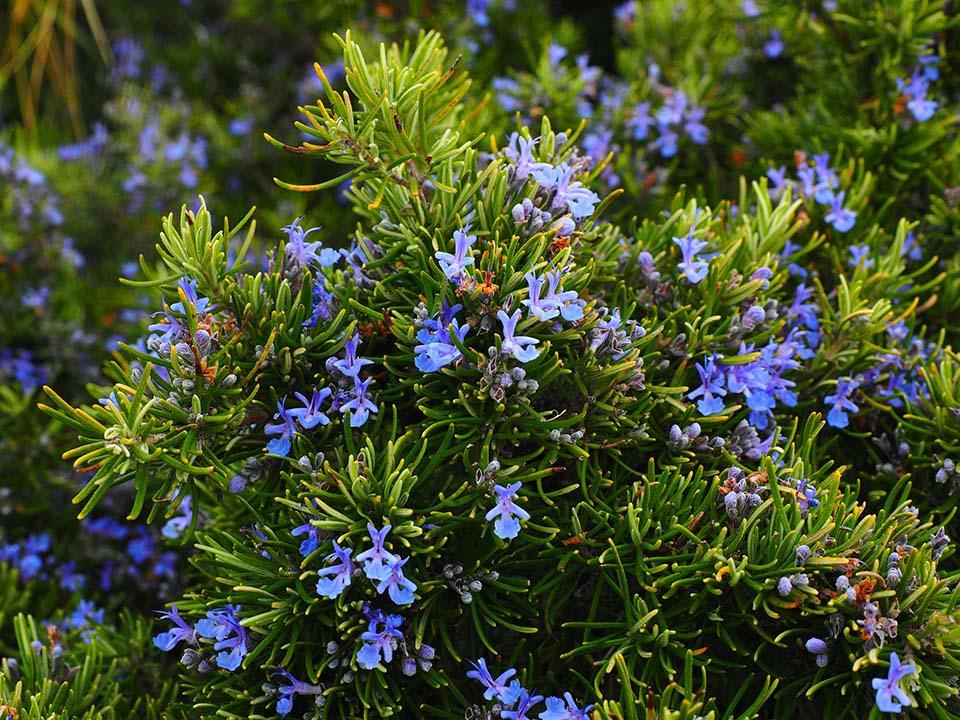 Rosemary herb with purple flowers
