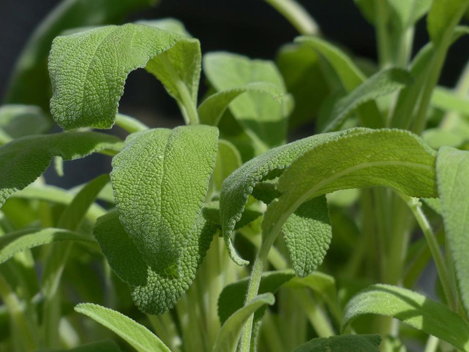 Planted sage leaves