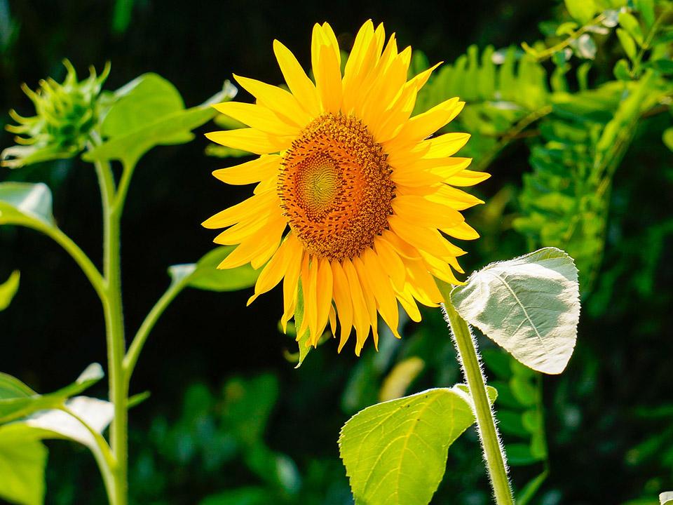 A planted blooming sunflower in the wild
