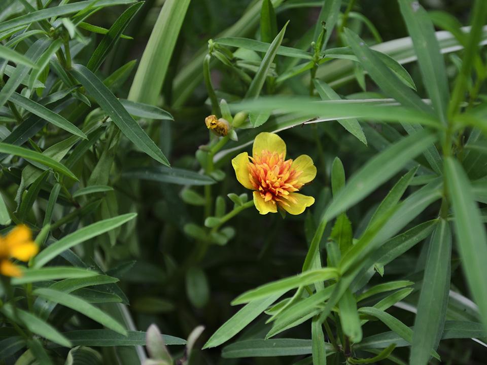 Planted Tarragon herb with flowers