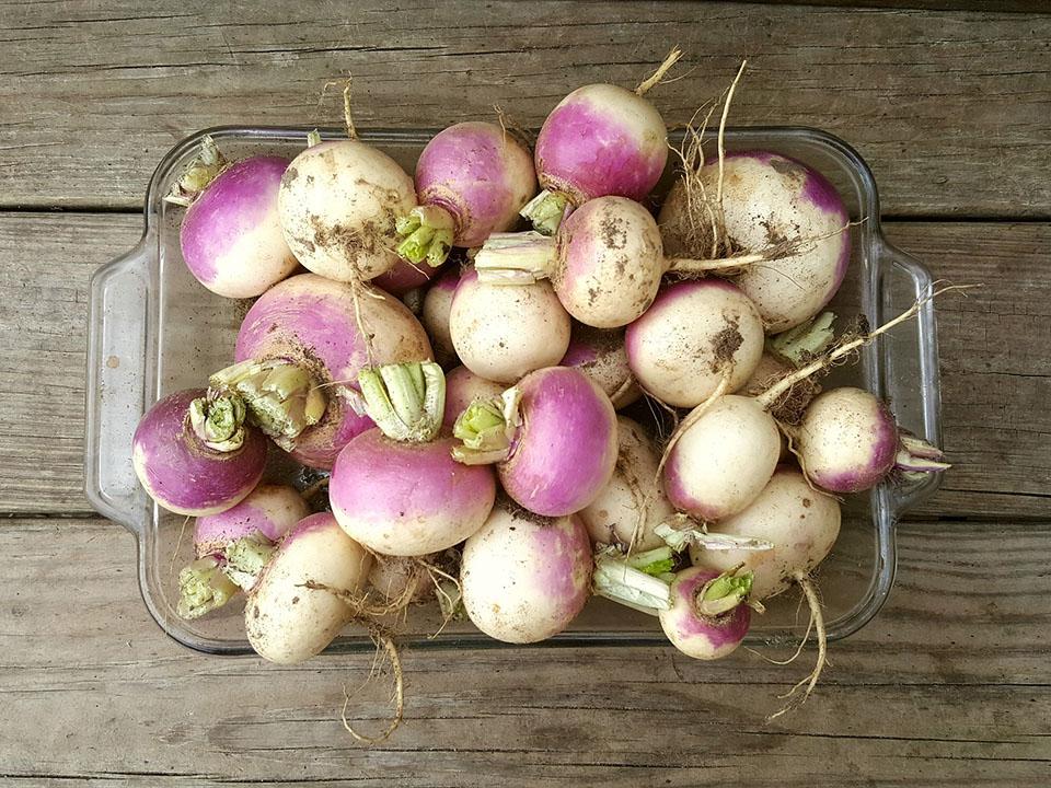 Turnips placed in a dish