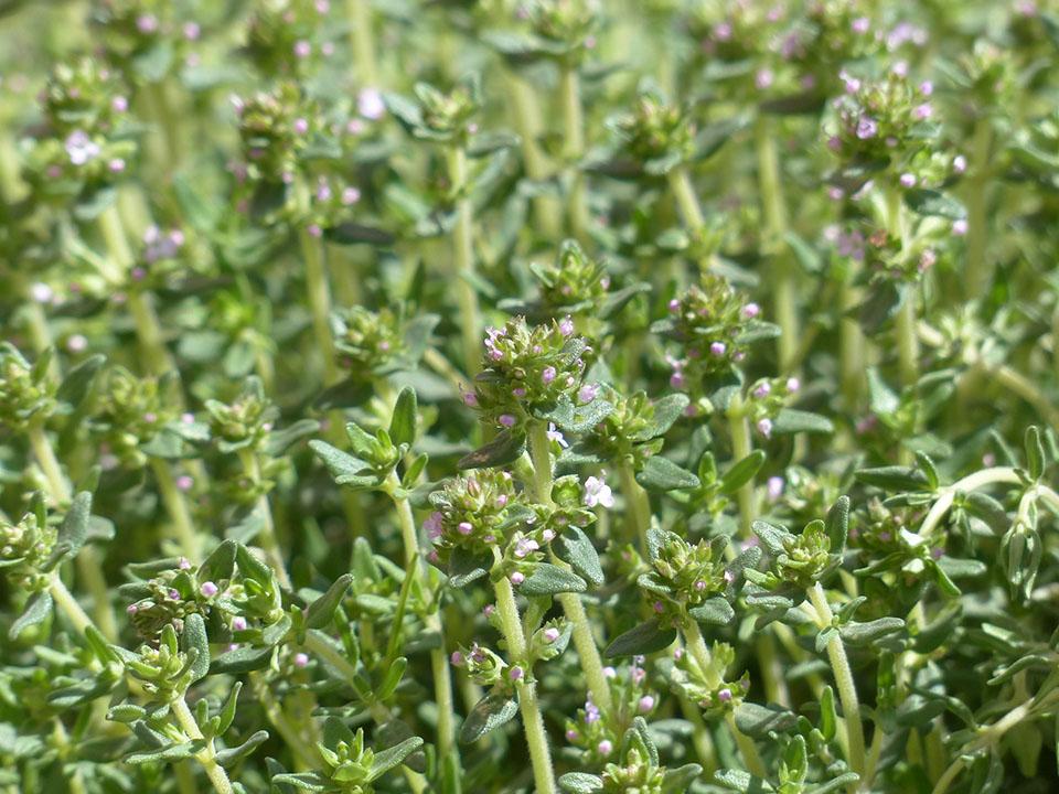 Thyme herbs that are starting to blossom