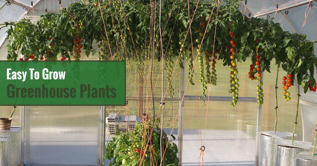 Green and red tomatoes hanging in a greenhouse with the text in the green box saying Easy to Grow Greenhouse Plants