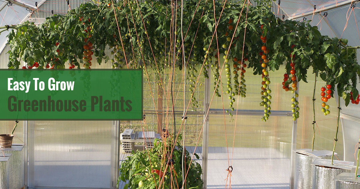 42 Easy To Grow Greenhouse Plants For Beginners Greenhouse Emporium