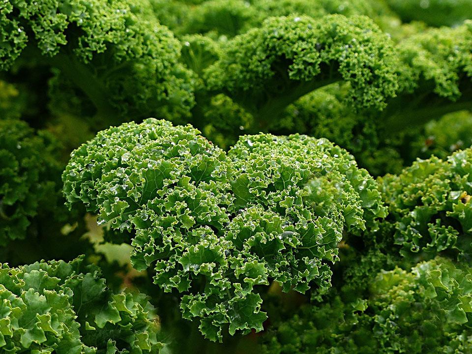 Fresh Green Leafy Kale