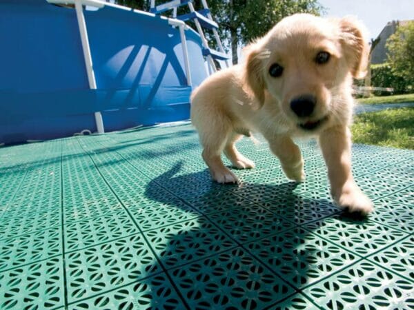 A puppy on Riverstone Flooring Panels
