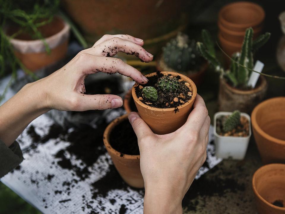 Hands which are potting plants