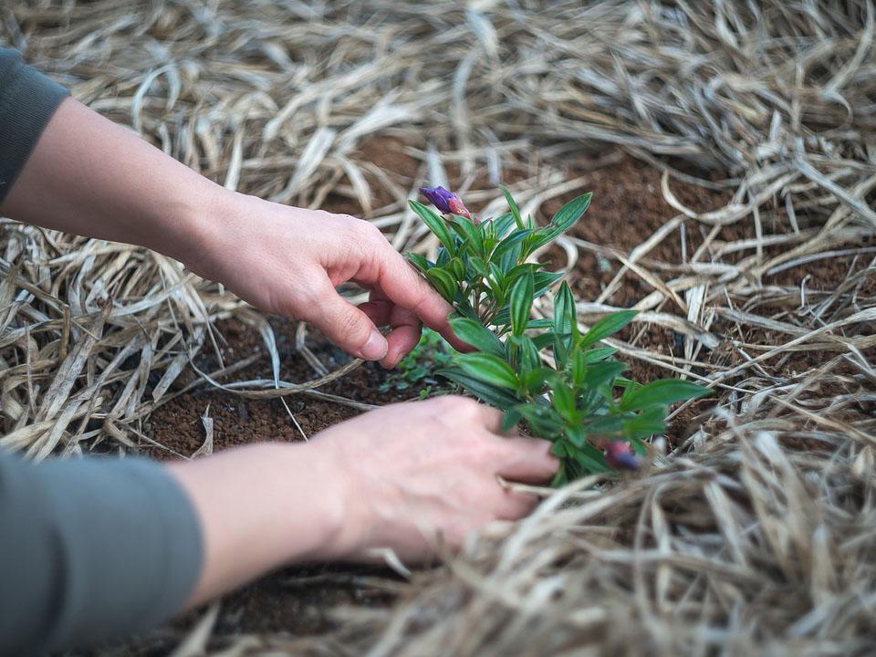 Hands uncovering a green plant in drought land to symbolize that gardening helps to improve mental health