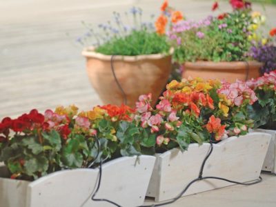 Genesis Drip Irrigation System in side view with beautiful flowers 