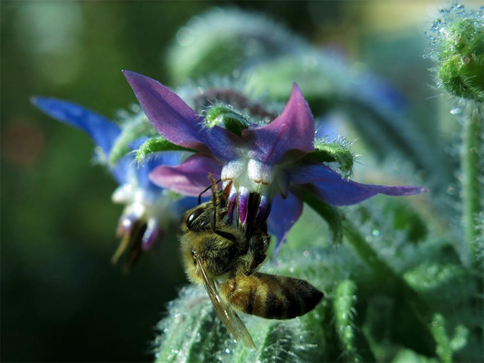 A bee pollinating borage flowers