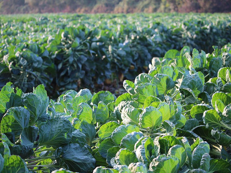 Planted Brussels sprouts in rows