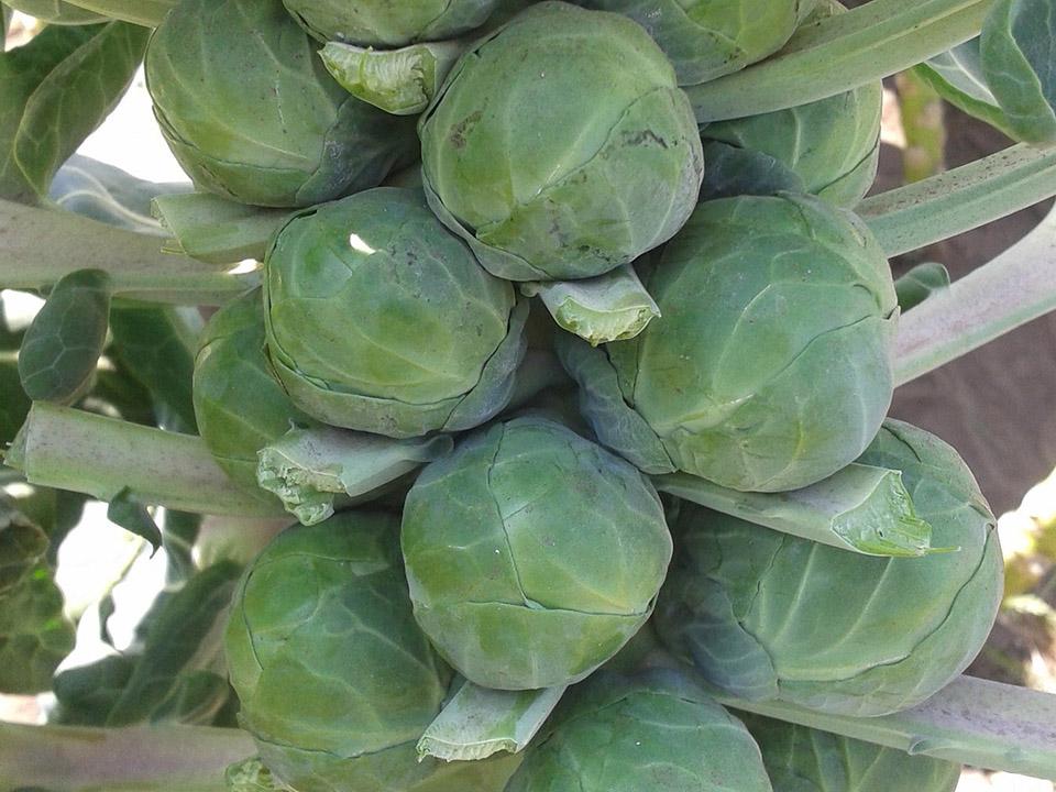 Ready to harvest Brussels sprouts attached to its stalk