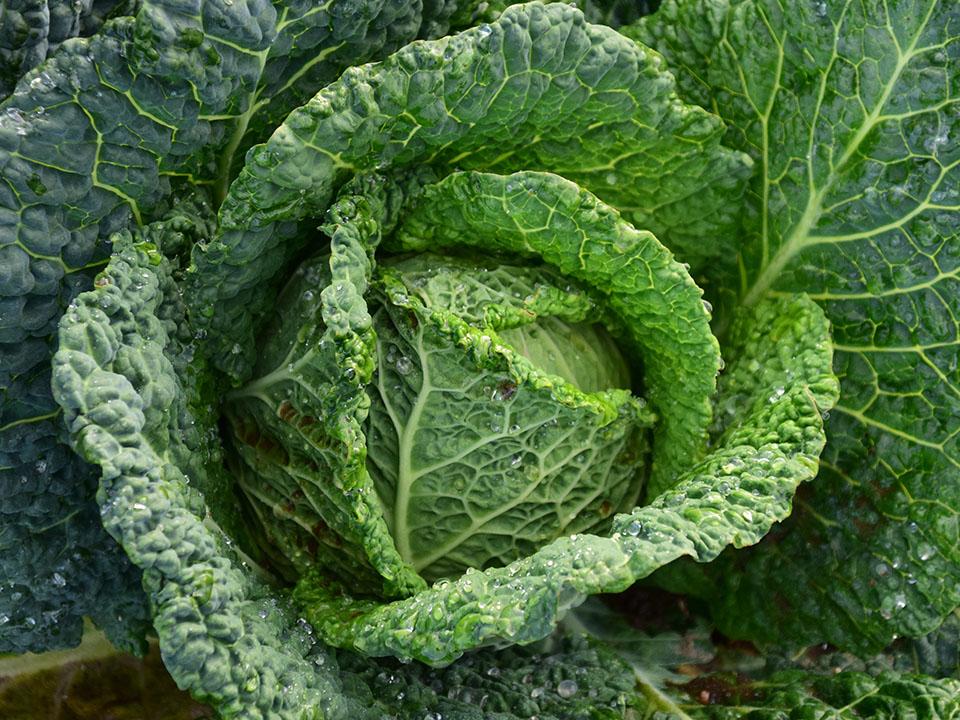 Green fresh cabbage from the greenhouse