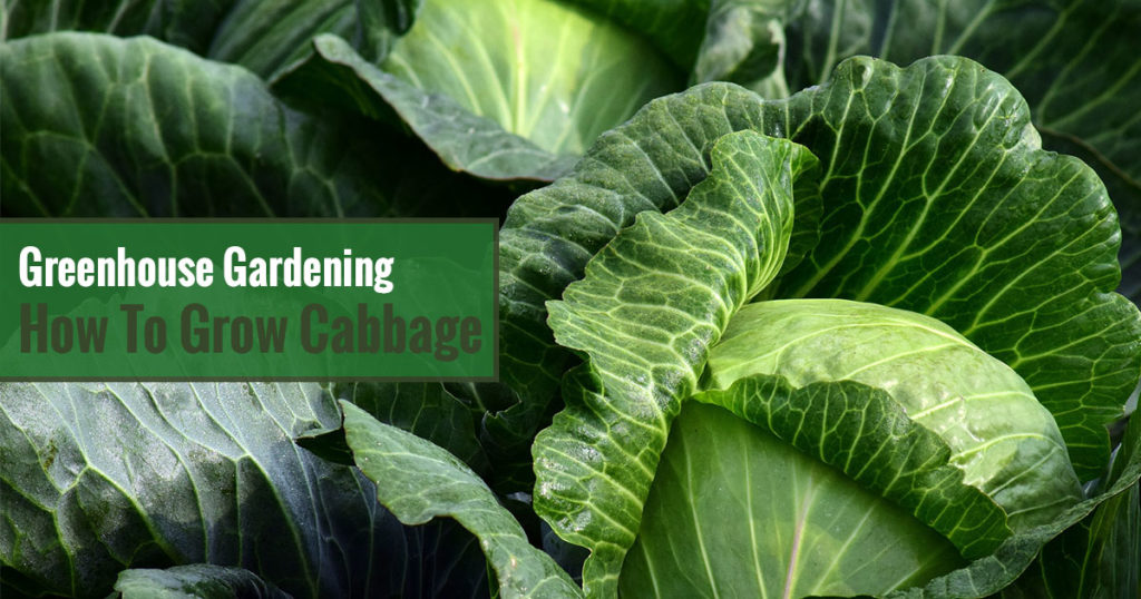 Greenhouse Gardening – How to Grow Cabbage?