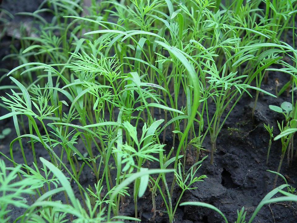 Planted dill seedlings to grow dill in a greenhouse