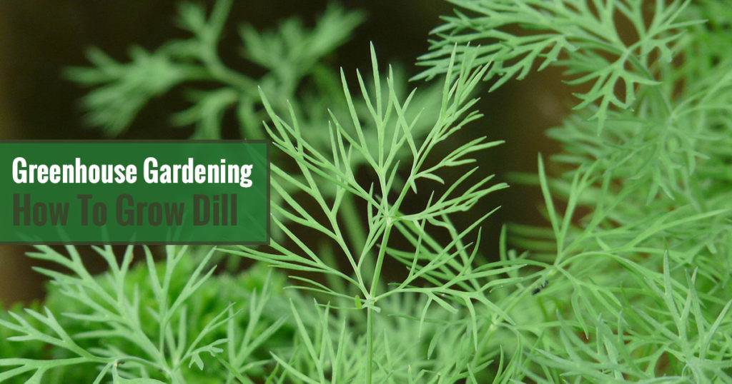Greenhouse Gardening – How to Grow Dill?