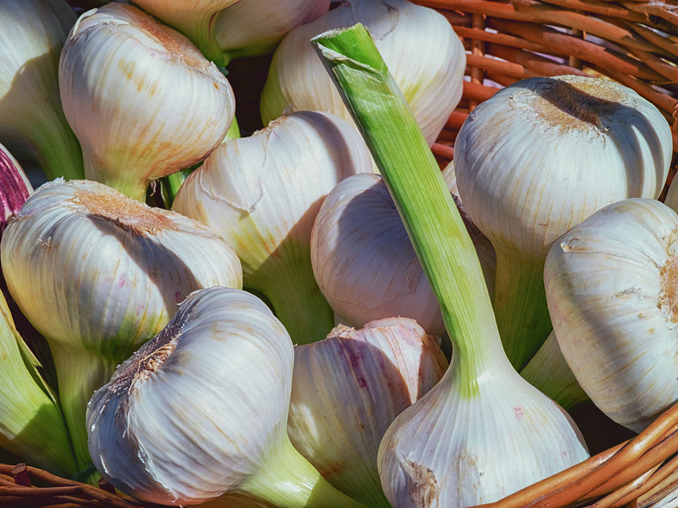 Garlic bulbs harvested from a greenhouse in a basket