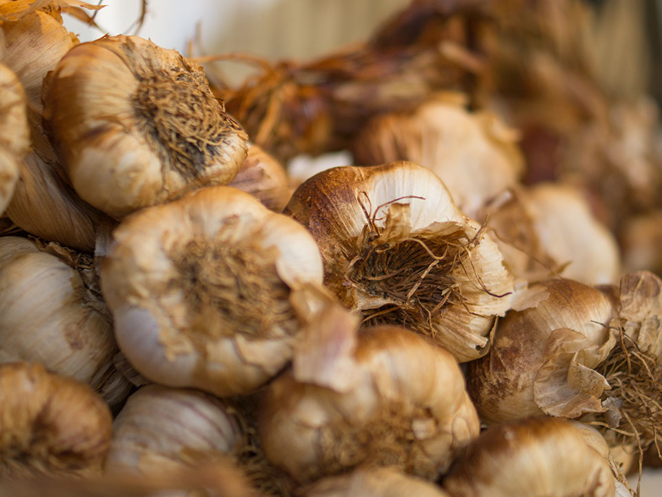 Harvested garlic bulbs with brown leaves after growing garlic in a greenhouse