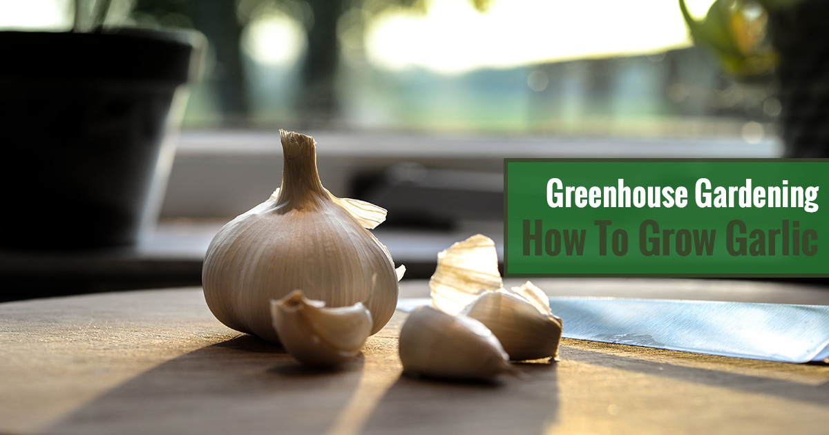 Greenhouse Gardening – How to Grow Garlic?