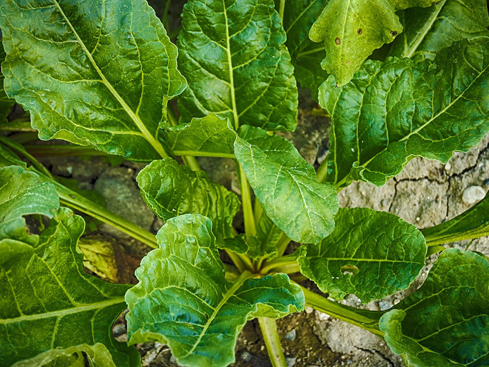 Grown spinach