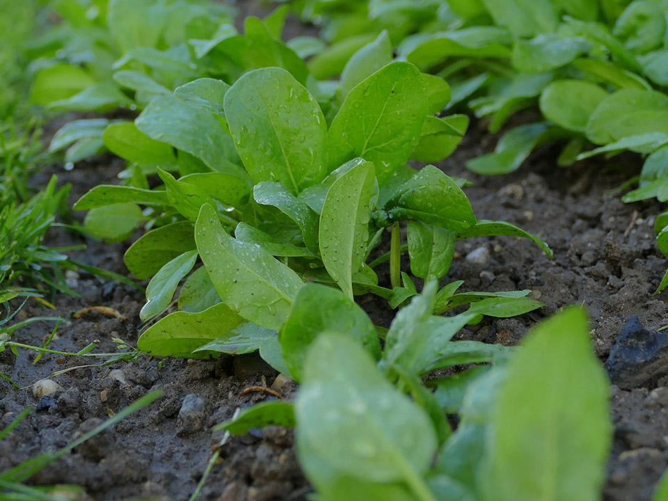 Planted spinach in a healthy soil