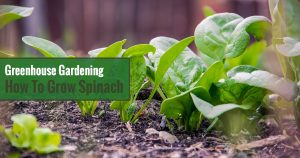 Greenhouse Gardening - How to Grow Spinach?