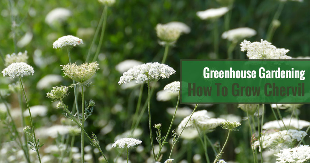 Greenhouse Gardening – How to Grow Chervil?
