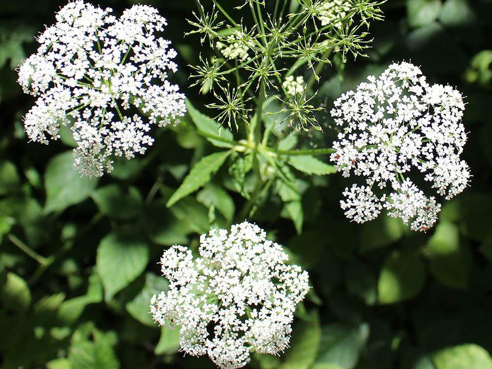 Blooming White Chervil Flowers