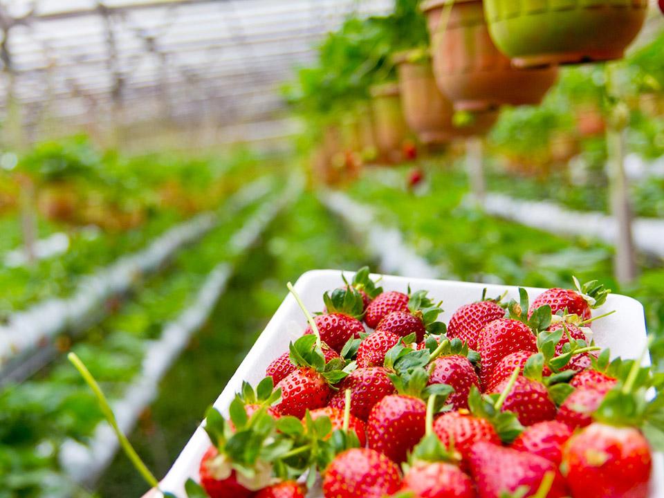Harvested and greenhouse grown strawberries