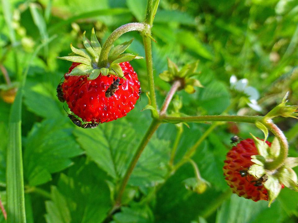 Planted strawberries with bugs around them