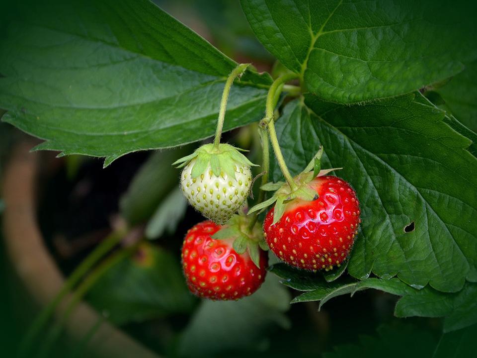 Growing Strawberries in the Home Garden