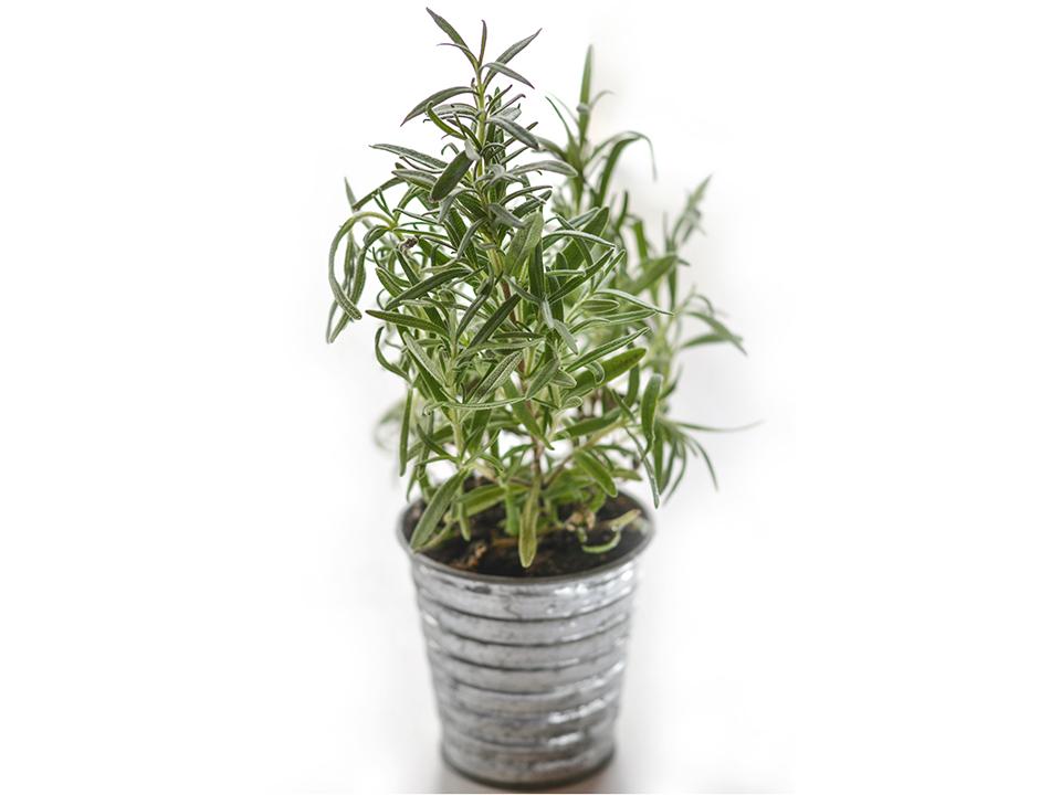 Planted thyme in a pot