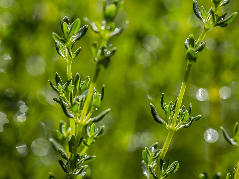 Thriving thyme