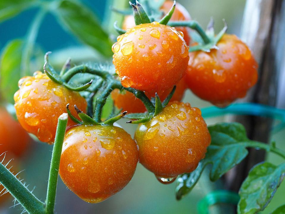 Ripe greenhouse tomatoes on the vane with water drops on them