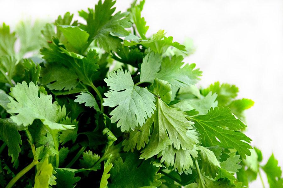 Lush green coriander ready to harvest