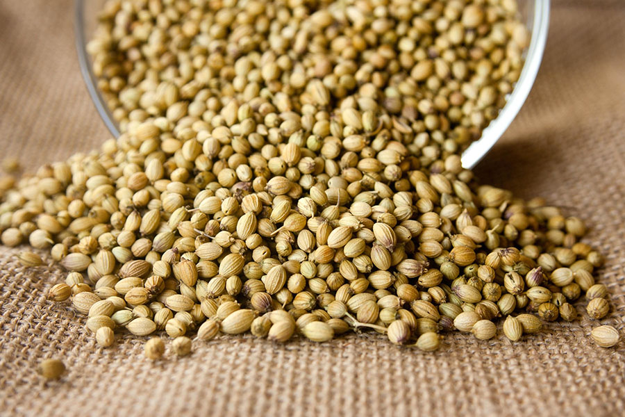 Coriander seeds on a table ready to put in soil to grow Coriander in a greenhouse