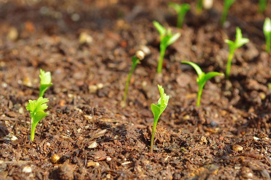 Coriander plants growing in soil