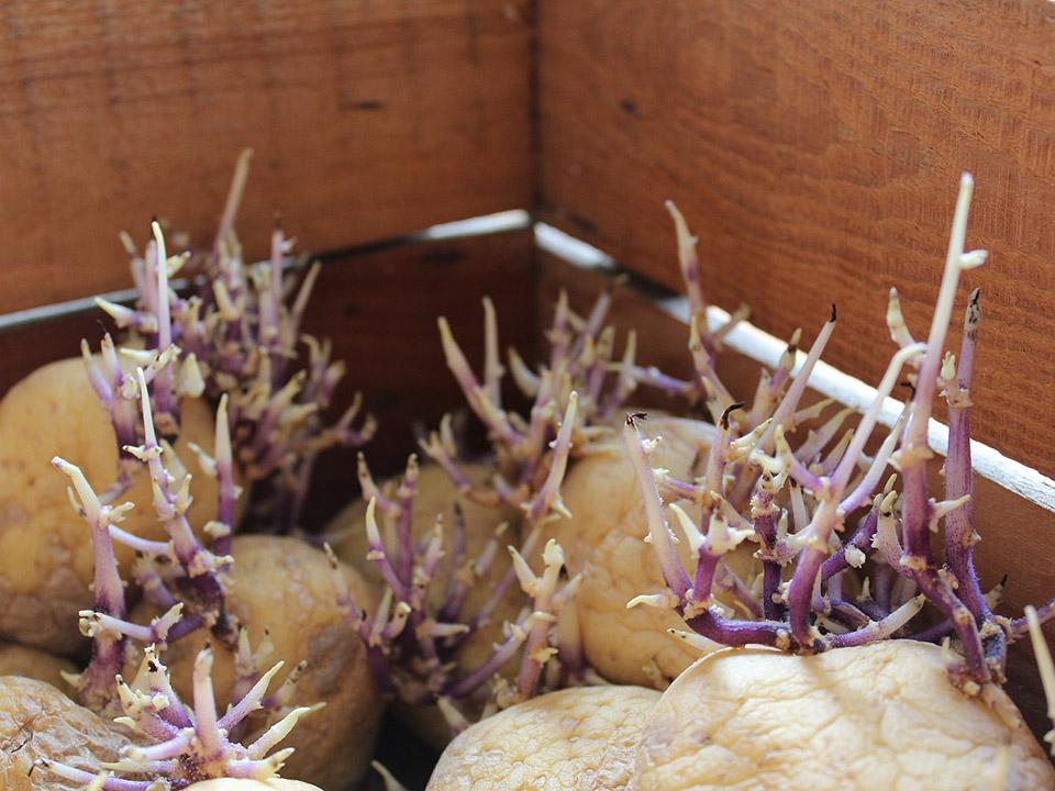 Ready to plant potatoes with sprouts