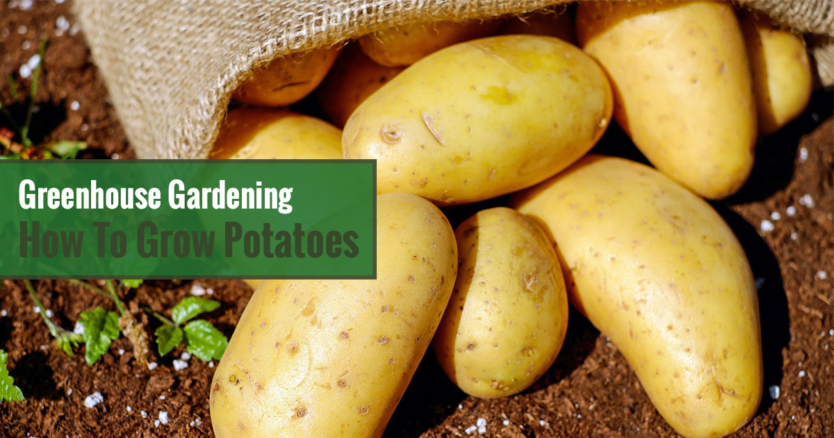 Greenhouse Gardening - How to Grow Potatoes?