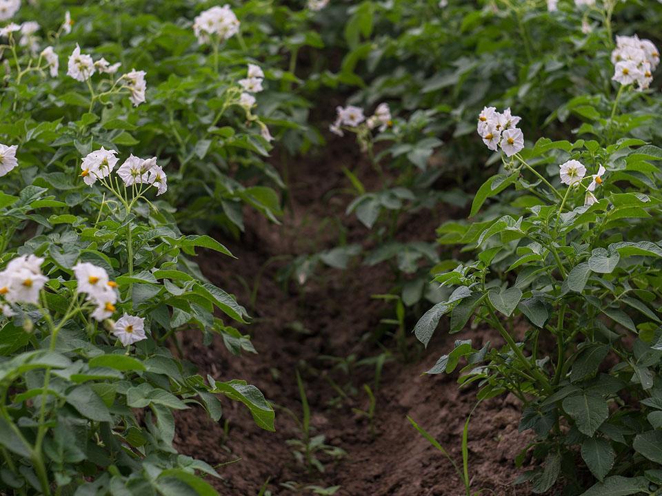 Flowering potato plants in a field