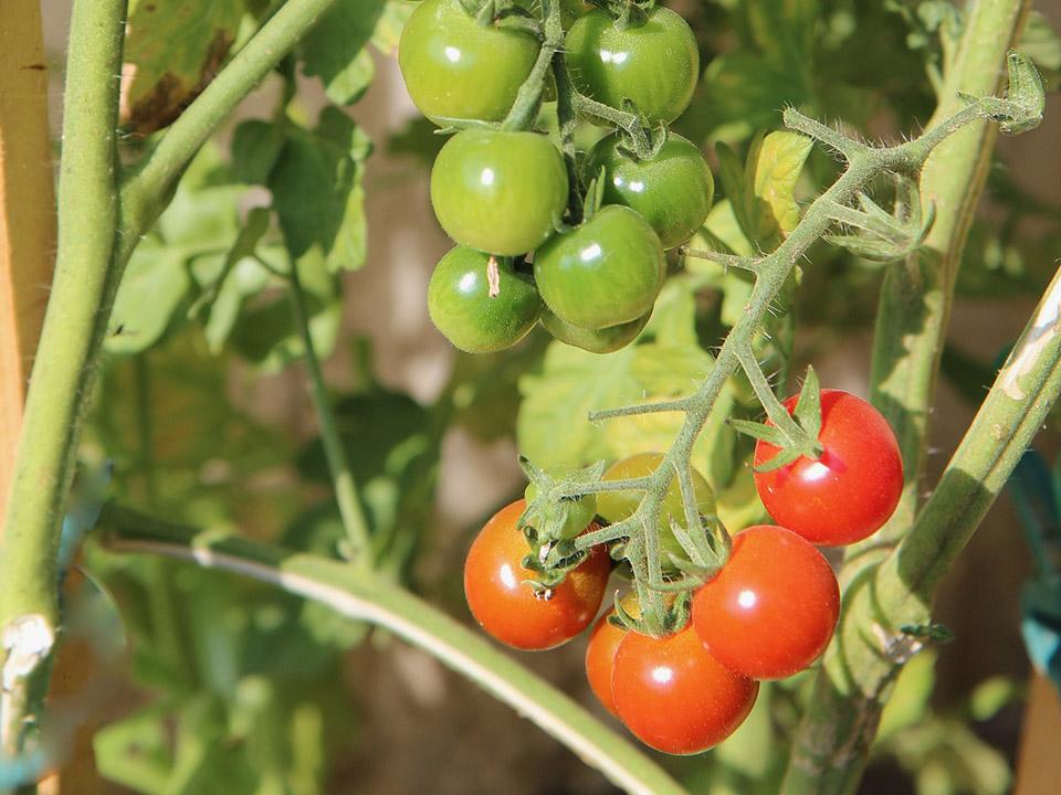 Planted Green and Red Cherry Tomatoes