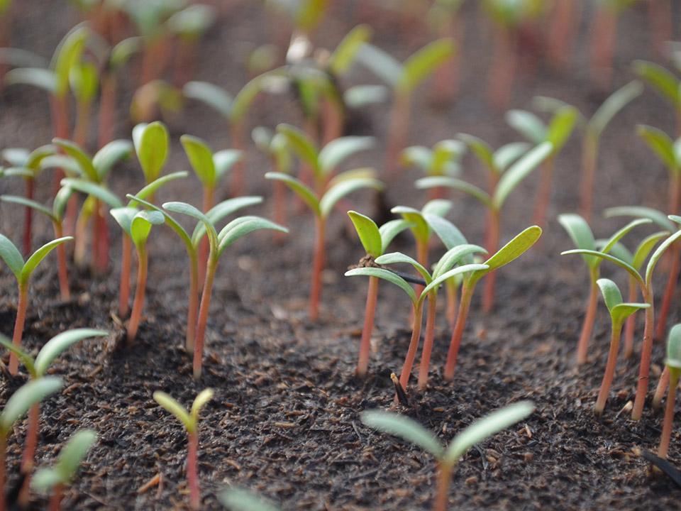 Tomato seedlings planted in a healthy soil