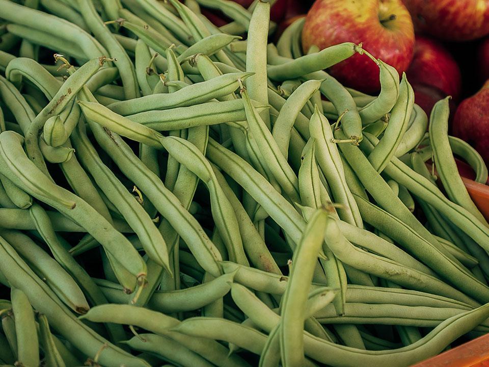 Harvested French Beans