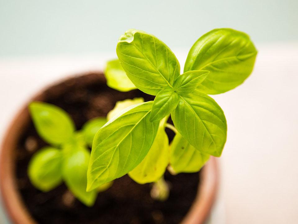 Growing basil plant in a terracotta pot