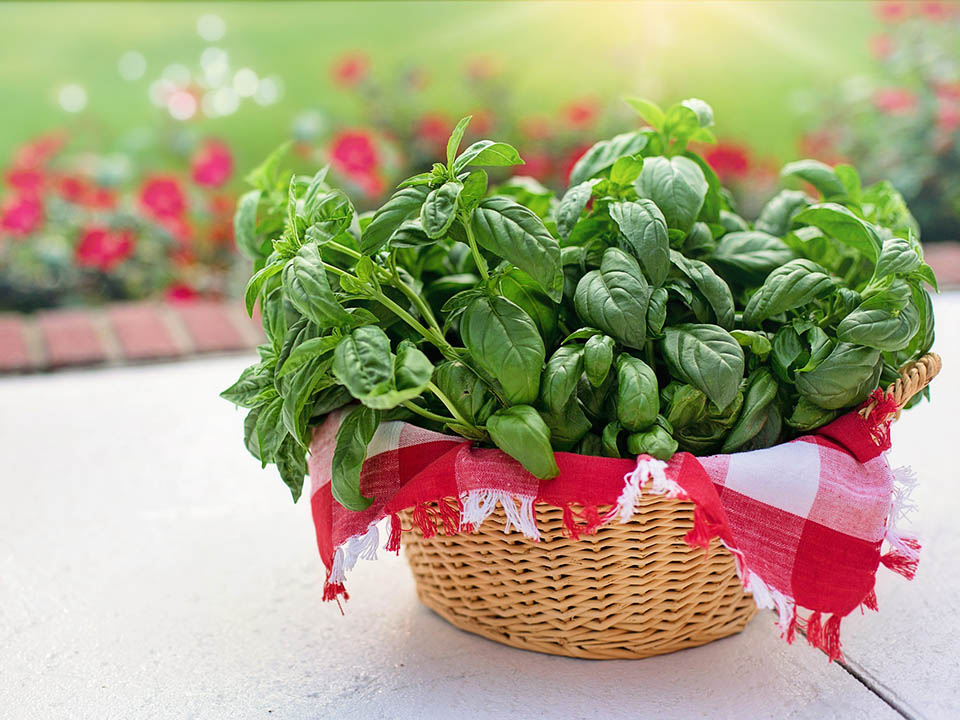 Fresh basil plants in a basket