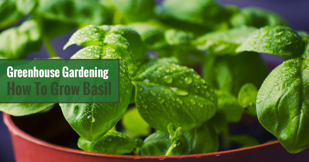 Basil plant with text: Greenhouse Gardening - How to Grow Basil?