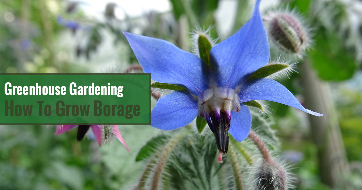 Greenhouse Gardening – How to Grow Borage?