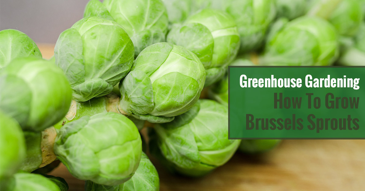 Greenhouse Gardening – How to Grow Brussels Sprouts?