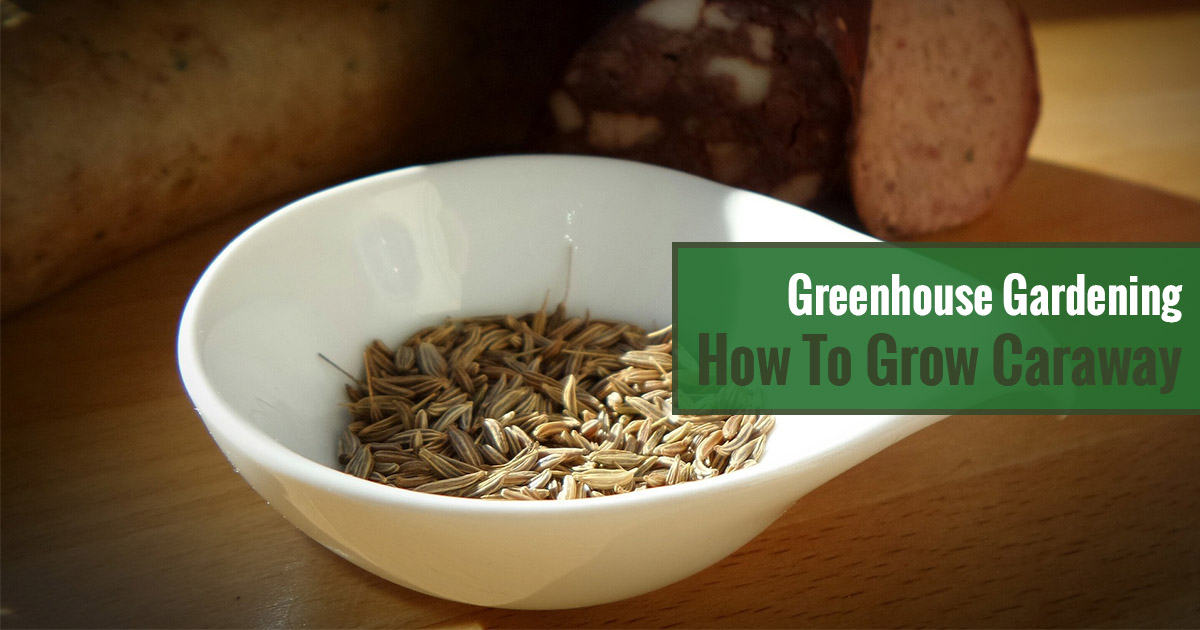 Greenhouse Gardening – How to Grow Caraway?