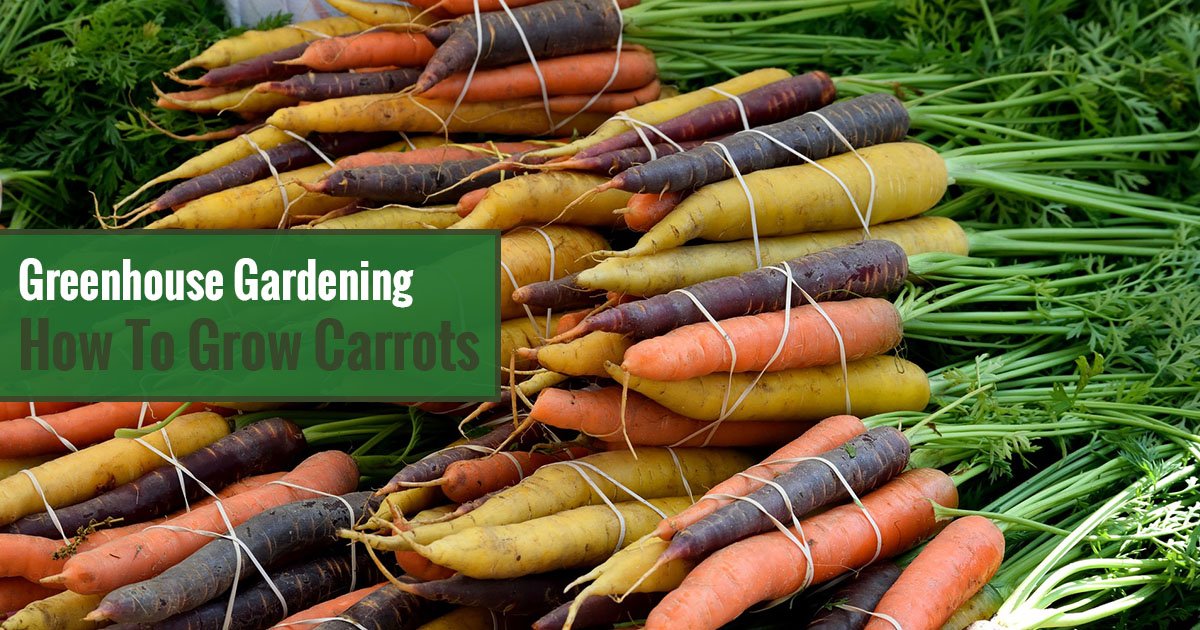 Varieties of harvested carrots with Texts: Greenhouse Gardening: How to Grow Carrots